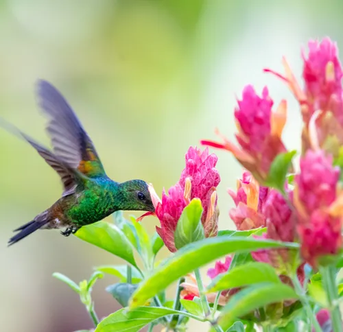 Kolibri on exotic pachystachys flowersVilla Wildflower st barth