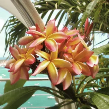 Villa-Hemingway- Frangipani orange flowers -stbarthelomy-island