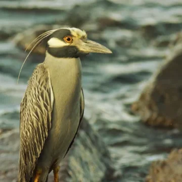 Villa-Hemingway- carribean sea birds animal life bay -st barth-island 361x361