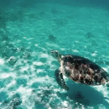 Villa-Hemingway-carribean wild turtle beach-stbarth-island 361x361