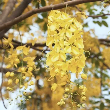 Villa-Hemingway-flowers-blossom-tree-stbarth
