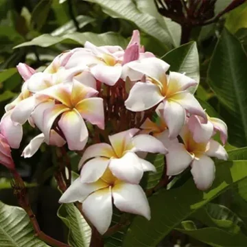 Villa Hemingway Saint Barthelemy Frangipani flowers
