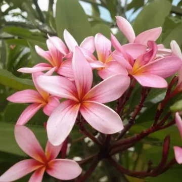 Villa-Hemingway-pink Frangipani flowers -stbarthelomy-island