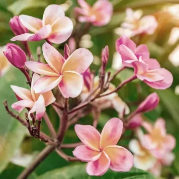 Villa-Hemingway-pink Frangipani orange flowers -stbarthelomy-island