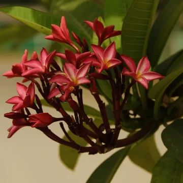 Villa Hemingway Saint Barthelemy Frangipani flowers