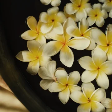 Villa Hemingway Saint Barthelemy Frangipani flowers