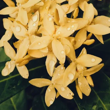 Villa Hemingway Saint Barthelemy flowers