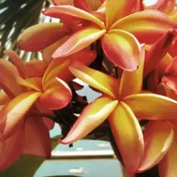 Villa Hemingway Saint Barthelemy Frangipani flowers